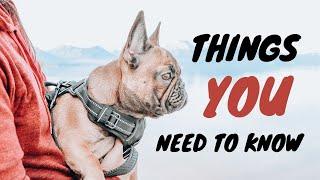 Before You Get a French Bulldog│What you NEED to know