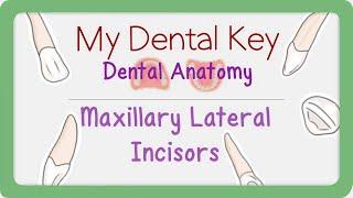 Maxillary Lateral Incisor 3D Module | Dental Anatomy | My Dental Key