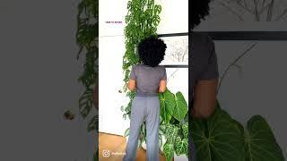 Monstera Adansonii Care- #plants #indoorplants #plantcare #swisscheeseplant #plantlover #houseplants