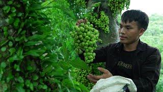 Pao harvests ancient fig trees and makes a delicious fig salad with salt and chili