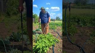 Potato Beetle Control: How to Protect Your Potatoes Effectively
