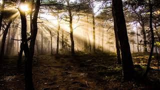 Spiritual Forest Sounds | Binaural Beats - Alpha Waves | Meditation to Celebrate the Moment