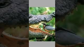 Very interesting facts in telugu | Bizzarre facts telugu #shorts