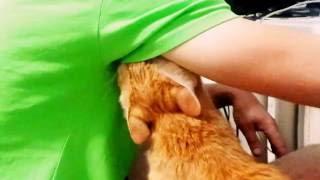 Funny cat. Смешные коты. Кот Макс и подмышка.