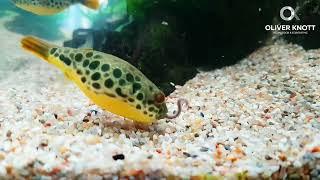 Tetraodon schoutedeni 100% freshwater pufferfish