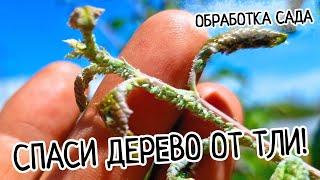 Тля ИСЧЕЗЛА за ЧАС! Обработка деревьев! Как бороться с вредителями в саду!