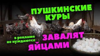 Пушкинские куры достойны жить в вашем сарае!