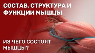 Состав, строение и функции мышцы. Скелетная мышца как орган.