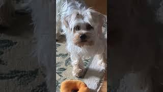 Bear gets a Bagel -  and does not want to share!! Dogs are so Funny!!!