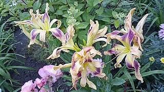 Лилейник Эпл Свёрл . Hemerocallis Apple Swirl через год .