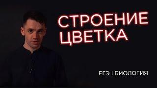 Строение цветка | ЕГЭ Биология | Даниил Дарвин