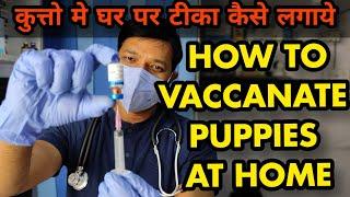 How To Vaccinate A Dog At Home || Puppy || Pets || #Shorts || #drrahulvets