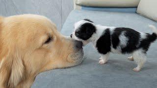 Golden Retriever Attacked by Cute Puppy!