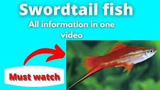 Swordtail fish information and full guide by "The AQUA WORLD" #Information #Tropicalfish