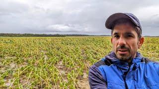 Le tournesol pas mûr s'est couché