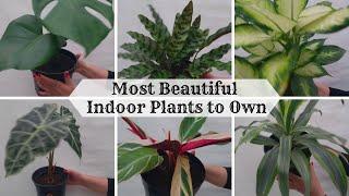 Most Beautiful Indoor Plants to Own | Amazing Indoor House Plants