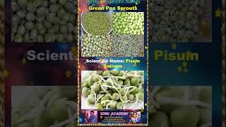 Green pea spourts #pulse #biology #scienceshorts #scienceeducation #educación #shorts #video