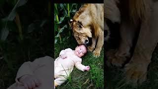 Baby and Lion rare videos #trending #wonder #unique #youtube #shorts #short #tiktok #unknown