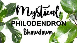 Mystical White Philodendrons: White Princess, White Knight, & White Wizard Showdown | Herb Stories