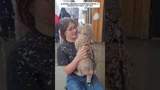 The lost bobcat runs after the man, and they become family. #bobcat  #animals #shorts