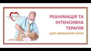 Cat's Breeder expert. Реанімація та інтенсивна терапія для заводчиків котів. Дейнега A. 15.05.21