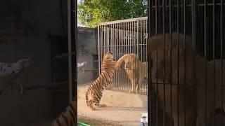 tiger and lion video, #youtube #viral #new #shortsfeed #tiktok #vlog #shortsvideo #shorts #tiktok 