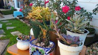 6 Suculentas d Fácil Cuidado y Muy Resistentes! #jardineria #jardincasero #suculentas