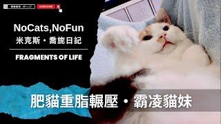 Mix美短貓旎亞Nia｜肥貓姐重脂輾壓霸凌貓妹妹 #funny #cat #pets #cute #pets #cuteanimals