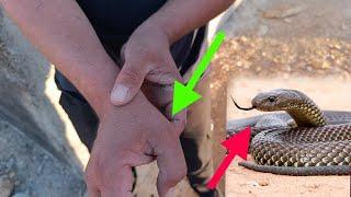 The snake and the miracle: Reza's rescue at the last moment.