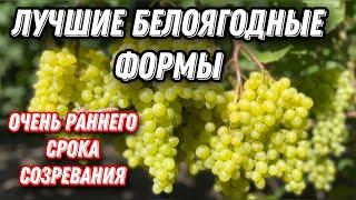 Первые созревшие бело-ягодные формы винограда!