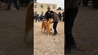 Danger Dog Fight ‍ #kangal #fight #Dog