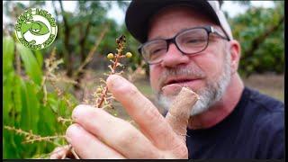 Checking the Bloom at Sleepy Lizard Avocado Farm