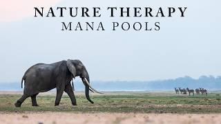 Nature Therapy: Mana Pools National Park (4K)