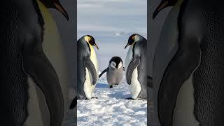 cute penguins #cute #adoreble #pet #penguin #babyanimals #fluffy #cuteanimal