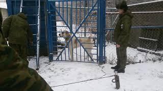 САО. АЛАБАИ/ ВОЛКОДАВЫ. ТАРЗАН ЗАСТУПИЛ НА СЛУЖБУ В АРМИЮ/ПОПРОЩАЛИСЬ./ВСЕ МУЖЧИНЫ ДОЛЖНЫ СЛУЖИТЬ.