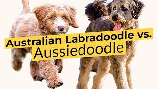 Australian Labradoodle vs.  Aussiedoodle  2023 