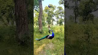 Real peacock  catch #peacock #vtr #wildlife #trending #birds #shorts #yt