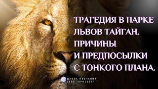 ТРАГЕДИЯ В ПАРКЕ ЛЬВОВ ТАЙГАН. ПРИЧИНЫ И ПРЕДПОСЫЛКИ С ТОНКОГО ПЛАНА.