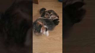 кошачья кадриль #кошки #кошка #кадриль #кошачьеутро
