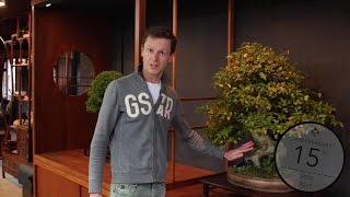 Teunis Jan Klein: Techniques to thicken a Bonsai trunk