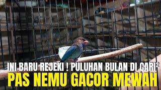 INI BARU REJEKI ! PULUHAN BULAN CARI BURUNG SEPERTI INI GAK DAPET ! PAS BUNYI SUARANYA MEWAH