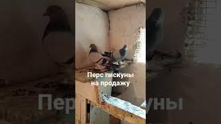 Голуби персы лёт и игра  Голуби Узбекистана, Ташкент, Чирчик на продаже 10.05.2022 +998997297293