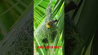 Bird architcture  501#birds