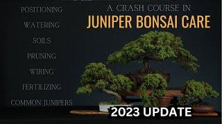 How To Care For Juniper Bonsai ( 2023 ) Updated Juniper Crash Course