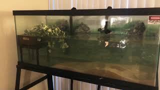 New Turtle Tank! Setting up a new enclosure for my Giant Mexican Musk ( Staurotypus tripocatus )