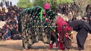Zuljanha 10 Muharram 2024 Pakki Shah mardan Mianwali || 10 Muharram 2024 Pakki