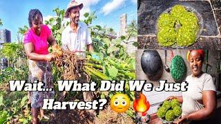 Big harvest day  First YACON ever + late VILLAGE DINNER with my FAMILY 