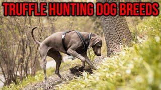 7 Truffle Hunting Dog Breeds That Will Sniff Out Edible Gold