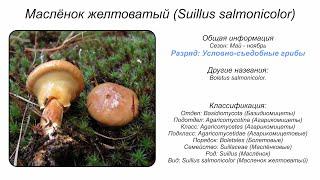 Маслёнок желтоватый (Suillus salmonicolor)