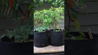 TRUE or FALSE: Compost is enough fertilization for Peppers to thrive . Follow for more experiments!